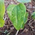 Smilax bona-noxLeaf