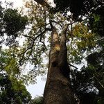 Pericopsis elata Habitat