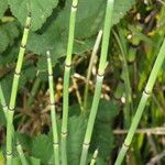 Equisetum laevigatum বাকল