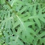 Cirsium alsophilum Leaf