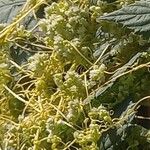 Cuscuta campestris Συνήθη χαρακτηριστικά