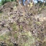 Selinum carvifolium Fruit