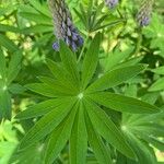 Lupinus perennis Blad