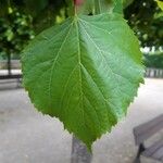 Tilia dasystyla List