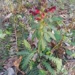 Pedicularis canadensis Цвят