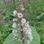 Petasites hybridus Çiçek