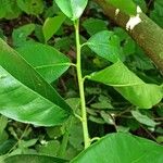 Shirakiopsis elliptica Leaf