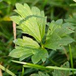 Ranunculus tuberosus Folha