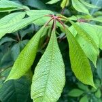 Aesculus parviflora Leaf