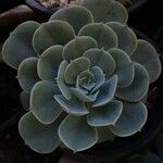 Echeveria secunda葉