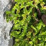 Selaginella helvetica ഇല