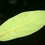 Aniba parviflora ഇല