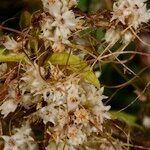 Cuscuta epithymum Diğer
