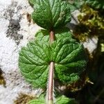 Veronica chamaedrys Leaf