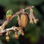 Symphoricarpos longiflorus Плод