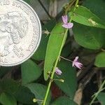 Desmodium paniculatumCvet