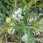 Gomphocarpus physocarpusFlower