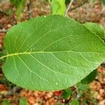 Alnus cordata Fuelha