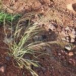 Aristida adscensionis Flower