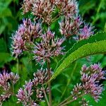 Eutrochium fistulosum Flower