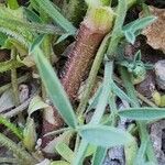 Vicia tetrasperma 树皮