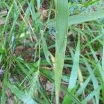 Elymus canadensis Folla