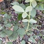 Rubus canescens Листок