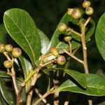 Ocotea insularis Fruto