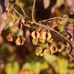 Combretum micranthum Frucht