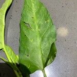 Ipomoea aquatica Leaf