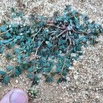 Euphorbia serpens List