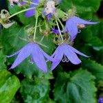 Campanula garganica Flor
