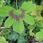 Pelargonium multibracteatum Leaf