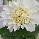 Dahlia × hortensis Květ