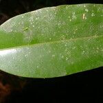 Calophyllum brasiliense Feuille