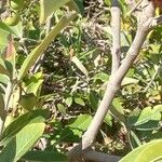 Byrsonima crassifolia Écorce
