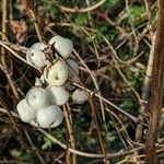 Symphoricarpos albus 果實