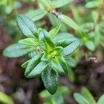 Thymus longicaulis ഇല