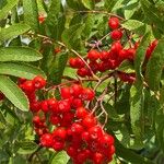 Sorbus aucupariaFruit