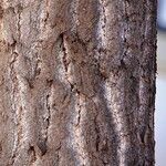 Ginkgo biloba Bark