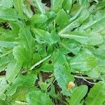 Crepis bursifoliaFeuille