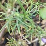 Delphinium orientale Leaf