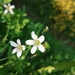 Saxifraga granulataFlower