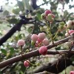 Syzygium pancheri Fruit