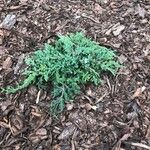 Juniperus horizontalis Leaf