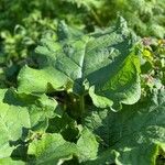 Arctium nemorosumFulla