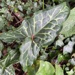 Arum italicum Feuille