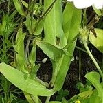 Gypsophila vaccaria Blatt