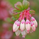 Vaccinium myrsinites Flower