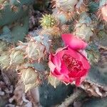 Opuntia aciculata Ліст